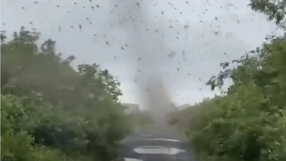 Invazie de țânțari într-un oraș din Italia. S-a cerut stare de urgență. Oamenii sunt exasperați din cauza insectelor