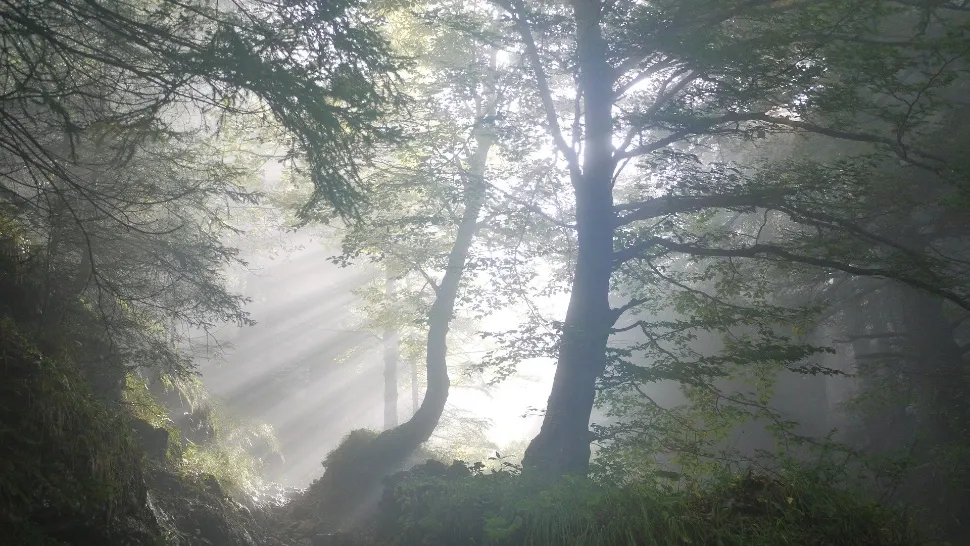 Descoperire periculoasă într-o pădure din Neamț - FOTO