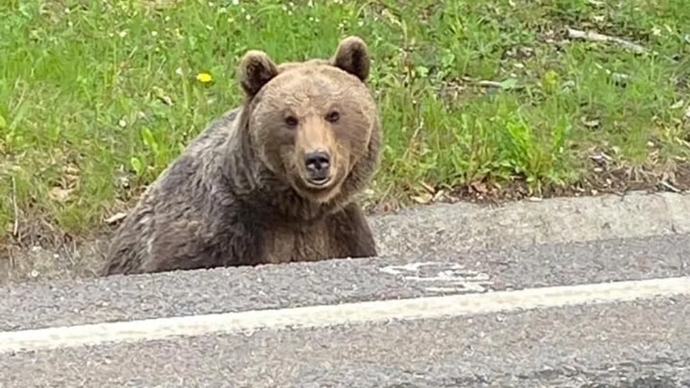 ALERTĂ de urs la Băile Tușnad, în zona unui hotel frecventat de turiști! A fost emis Ro-Alert