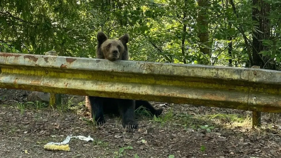 Un turist bulgar a fost mușcat de urs în zona Barajului Vidraru. A fost emis mesaj Ro-Alert
