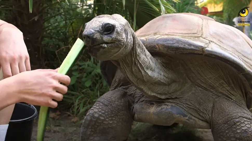 VIDEO | A murit cel mai în vârstă rezident al Grădinii Zoologice din Viena. Avea 130 de ani