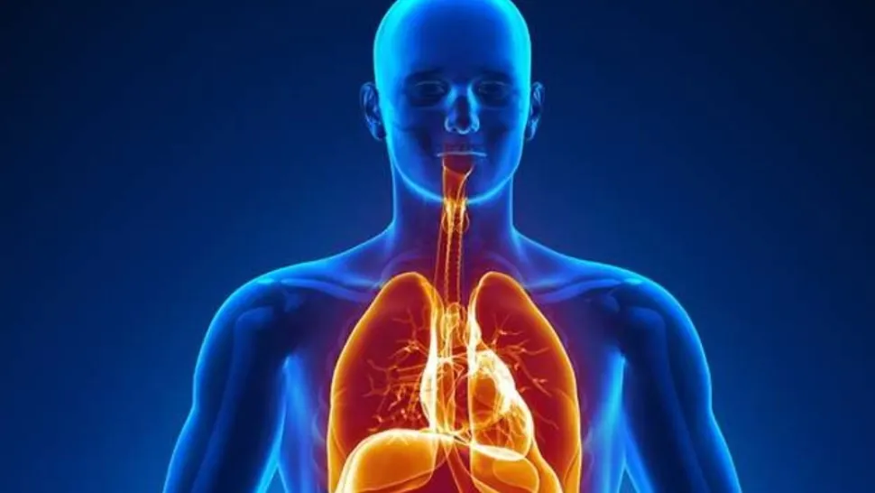 Corpul uman. Între ce ore funcţionează cel mai bine organele tale