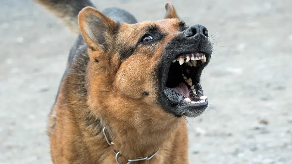 TRAGEDIE în SUA. Un copil de nici 2 ani, SFÂȘIAT de câine, după ce a fost lăsat în grija fraţilor mai mari