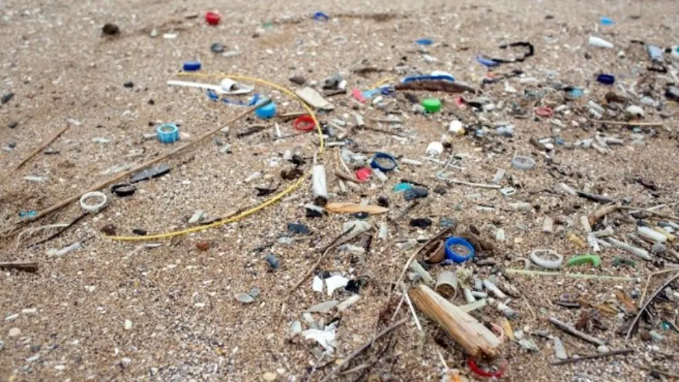 Vietățile marine, în pericol! DEZASTRUL lăsat în urmă de turiști transformă plajele românești în adevărate „scrumiere”