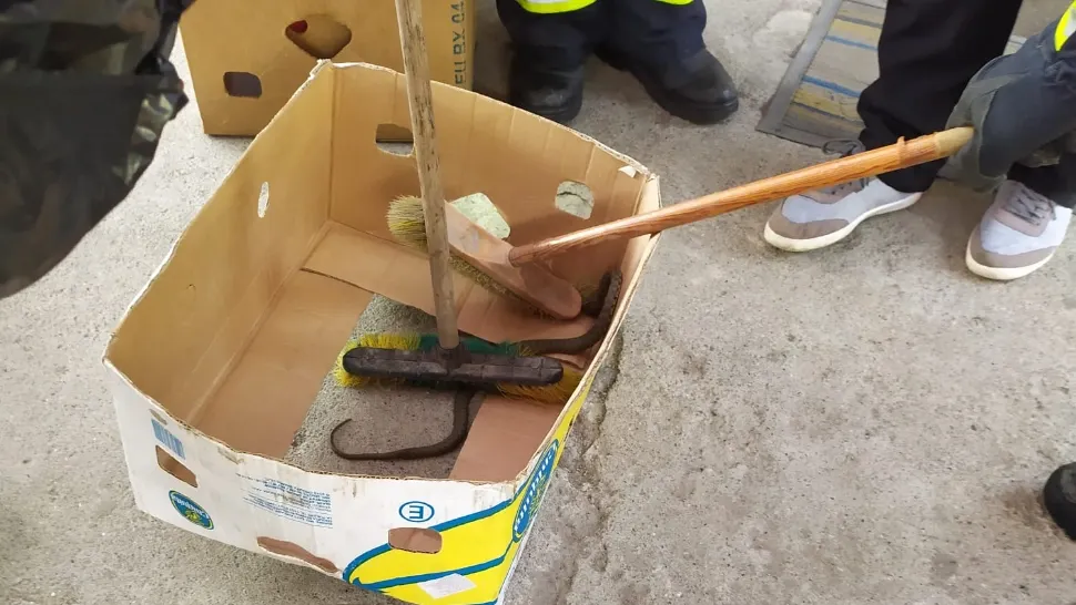 FOTO Ofertă „inedită” la un magazin din Neamț. Șarpe în lada de legume