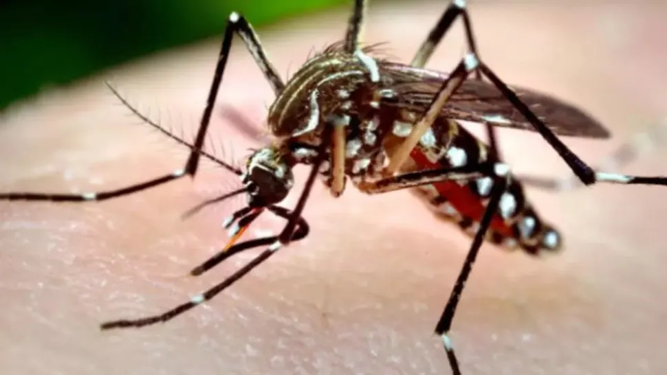 PRIMUL caz de infectare cu West Nile, în România. Virusul, transmis de țânțari, poate fi mortal