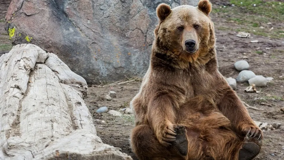 A salvat un pui de URS rămas orfan. Au trecut doar 6 luni și animalul i-a făcut ceva incredibil!