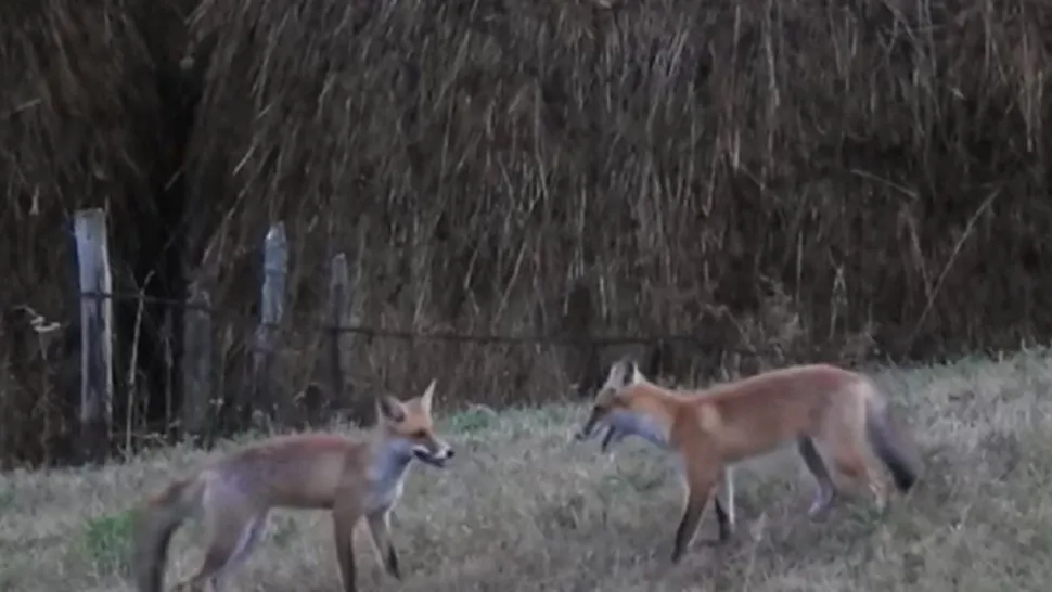 VIDEO | Două vulpi, dispută pe un măr, într-o gospodărie aflată la poalele Munților Parâng