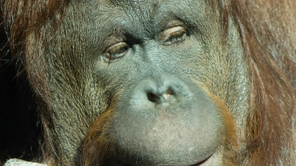 Aproximativ 30 de urangutani din Borneo, testați pentru coronavirus. Care este MOTIVUL