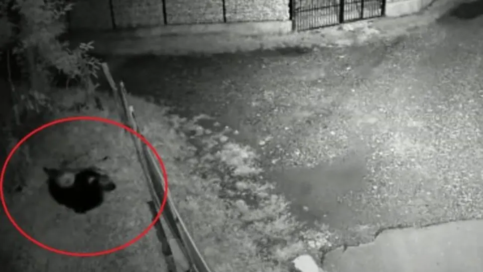 VIDEO | Un urs ucide o oaie într-o gospodărie din Dâmbovița. Localnicii sunt disperați