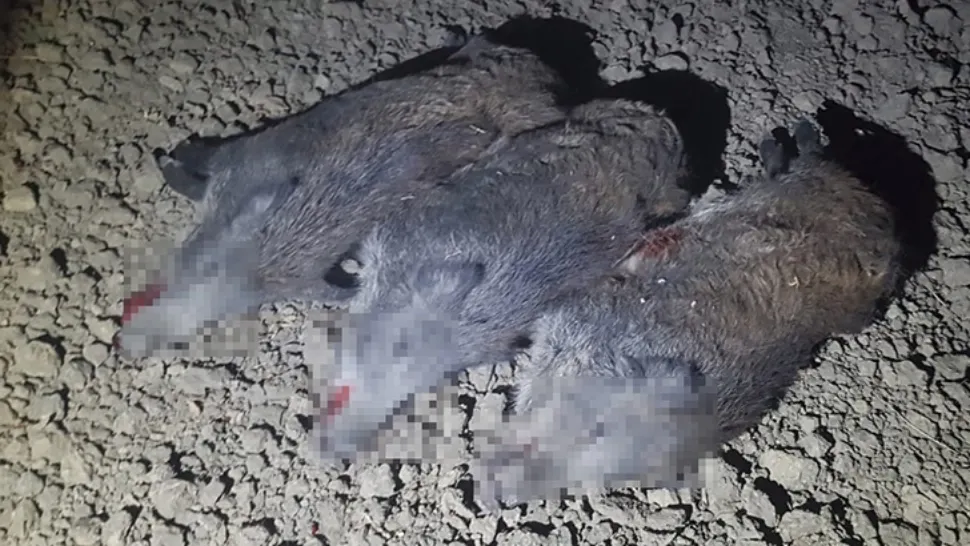 FOTO | Mistreți vânați cu bestialitate, în Vaslui. Un bărbat din Brăila i-a călcat cu mașina