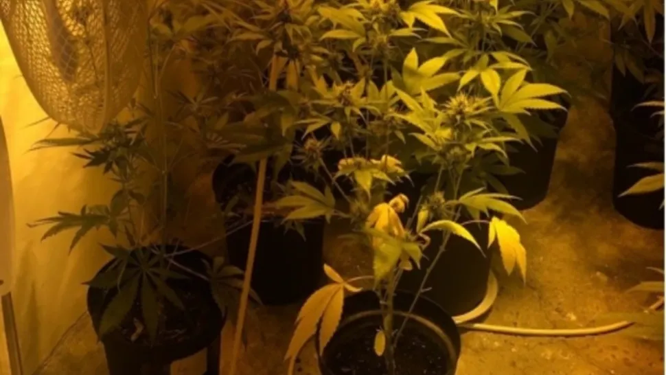 5 plantații de canabis, descoperite într-o comună din Iași. 8 persoane reținute