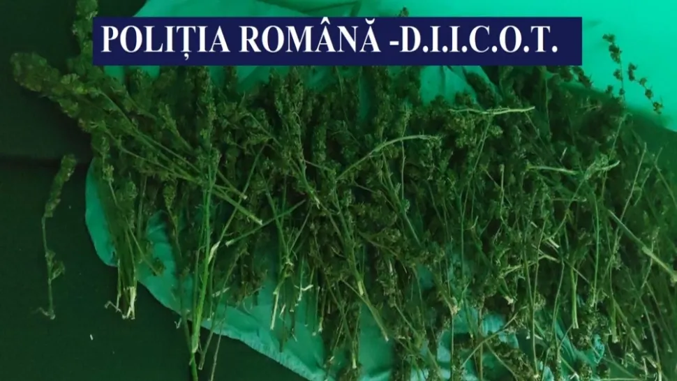 FOTO + VIDEO | Un bărbat din Constanța, arestat pentru că avea o plantație de canabis acasă