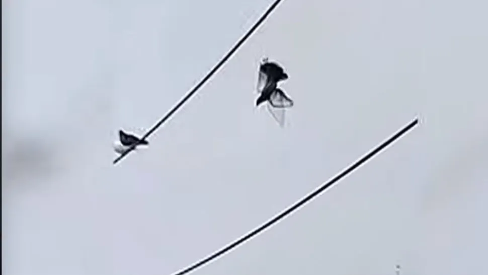 VIDEO | Un porumbel care a atârnat 12 ore pe un cablu, salvat cu o dronă. Polițiștii au prins de ea un cuțit