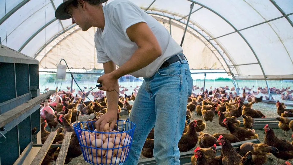 Se conturează o nouă criză la orizont. Carnea de pasăre și ouăle din UE, controlate să nu aibă Salmonella