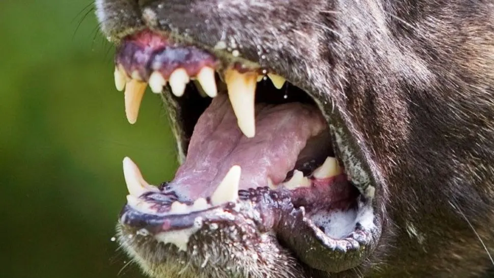 Întâmplare ÎNFIORĂTOARE! O fetiţă de 4 ani, atacată și mușcată de un PITBULL