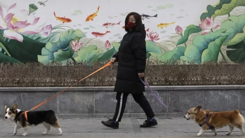 ÎNFIORĂTOR! China UCIDE animalele de companie ale pacienților infectați cu Covid-19