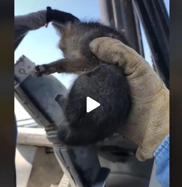 Părea pui de câine părăsit și l-a luat acasă – A avut o surpriză terifiantă peste doar câteva săptămâni