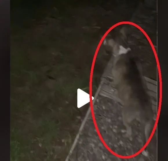 VIDEO – Când câinele nu latră, dar se uită insistent într-un punct fix, este semnalul de pericol maxim – Lecția învățată de un internaut