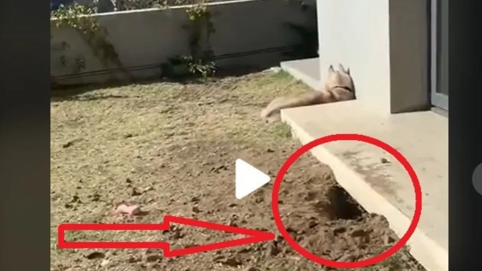 VIDEO – Aparuse o gaura sub casa si se auzeau zgomote ciudate. Proprietarul a inceput sa filmeze si deodata a iesit ceva din interior