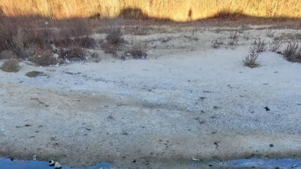 DEZASTRU ecologic în județul Argeș - ZECI de animale moarte în râul ce trece printre casele oamenilor. Imagini tulburătoare