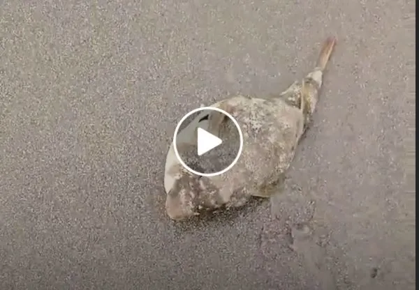 VIDEO – Mergea pe plajă și a găsit un pește ciudat – A pus mâna pe el și a vrut să-l arunce înapoi în mare însă nu știa că își riscă propria viață