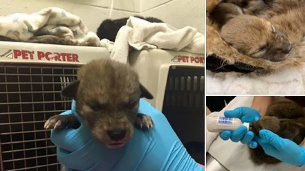 Credea că a dat peste un pui de câine. Când colo, în fața lui era un animal extrem de periculos!