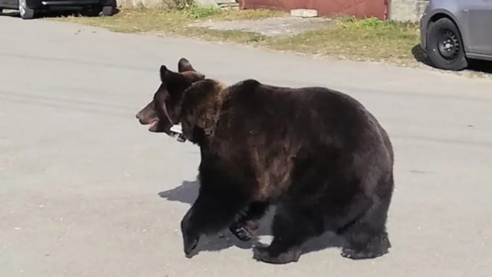 PANICĂ uriașă la o școală din Prahova - Elevii, în pericol, după ce un urs a ajuns chiar la ușă | FOTO&VIDEO