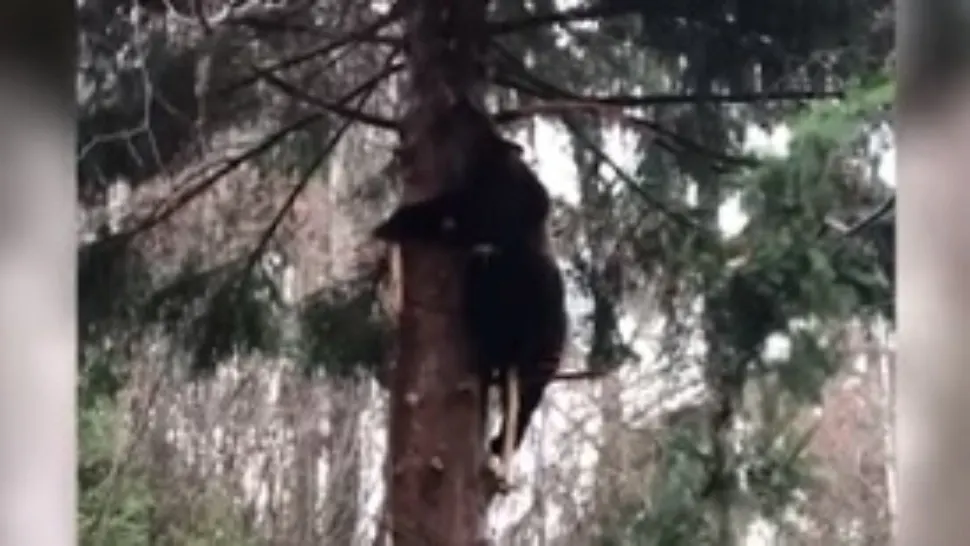 VIDEO | Ursul greșit, prins în capcana braconierilor. Silvicultorii au salvat animalul sălbatic