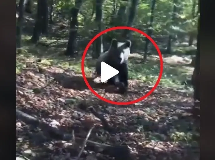 VIDEO – Ursul alerga prin pădure, în mare viteză, și a fost la un pas să dea peste oameni – Cum a reacționat când i-a văzut