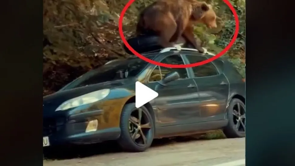 VIDEO – Se întâmplă chiar în România – Un urs devastează o mașină aflată la marginea pădurii
