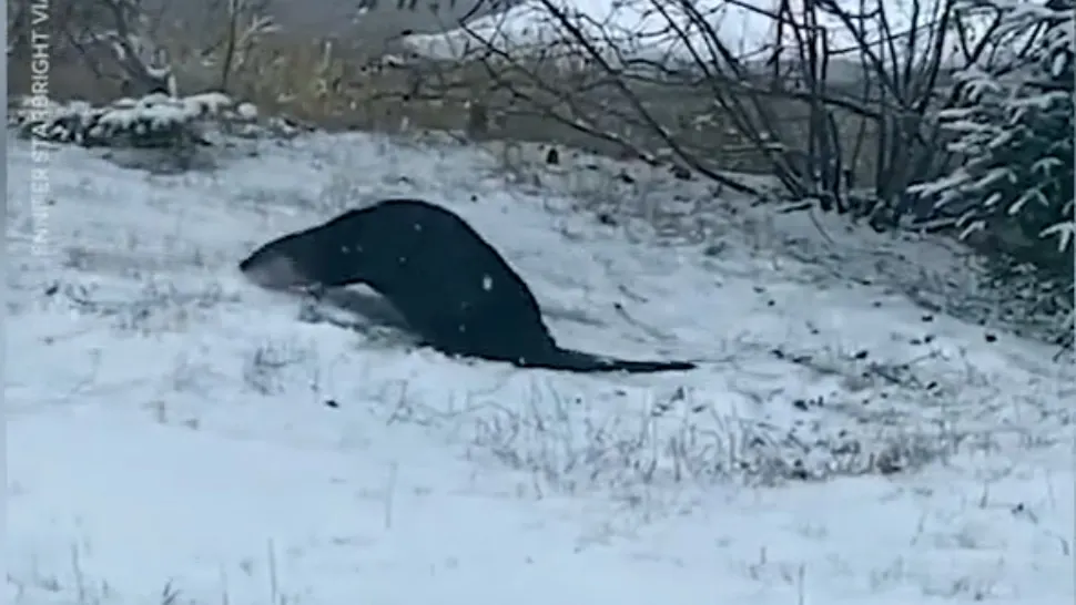 Imagini INEDITE: Cum se bucură o vidră de zăpadă - VIDEO