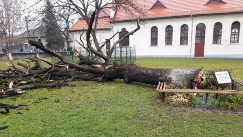 Semn rău pe final de 2021 - Stejarul lui Arsenie Boca s-a prăbușit după aproape un secol