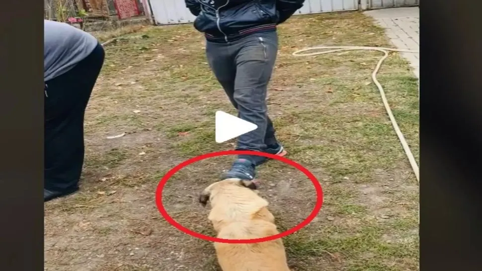 VIDEO – Cățelul Bobiță a devenit viral pe internet după ce s-a enervat rău pe un tânăr care a întins un picior către el – Imaginile care te fac să razi cu lacrimi