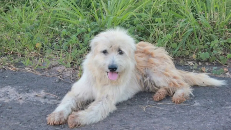 Un câine pierdut și-a așteptat stăpânii să se întoarcă, în același loc, timp de 4 ani. La regăsire, a șocat! - FOTO