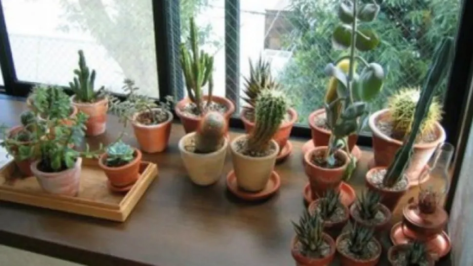 Cactusul, aliatul de nădejde al sănătății tale. Care sunt beneficiile ascunse ale celebrei plante