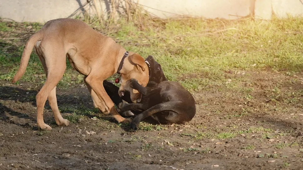 Panică pe străzile din Bistrița. Animale ucise de un câine extrem de agresiv