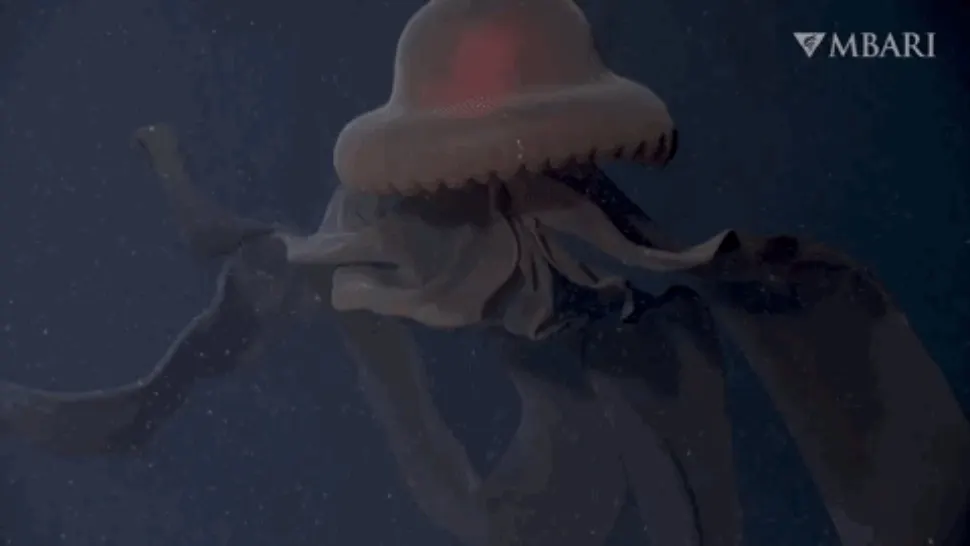 VIDEO Imagini spectaculoase cu "meduza fantomă", gigantul gelatinos din adâncurile oceanului