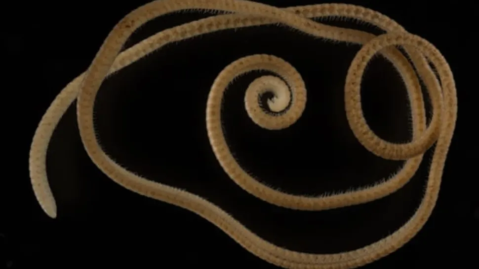 PRIMUL miriapod adevărat din lume, descoperit în Australia - are mai mult de 1.000 de picioare