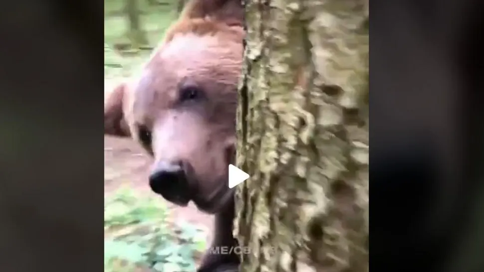 VIDEO - Imagini virale cu "atacul" unui urs - A apărut din spatele unui pom și l-a surprins pe un turist