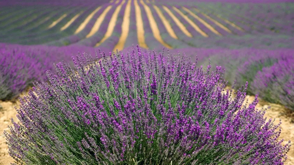 Trei plante naturale care te scapă de alergii. Lavanda calmează iritațiile de pe piele și reduce inflamația căilor respiratorii