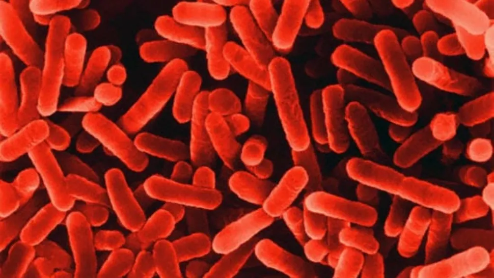 Date OFICIALE. Cazuri de Legionella în România, în 2021 - Cum se manifestă „boala legionarilor”. Este mortală