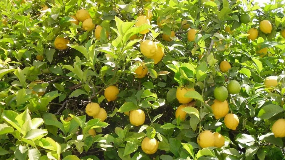 Ce alimente te fac să arăți mai tânăr. Acestea se găsesc în frigiderul celor mai mulți români 