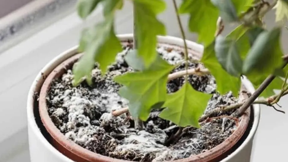 Cum să scapi de mucegaiul care se formează pe pământul din ghivecele plantelor de apartament