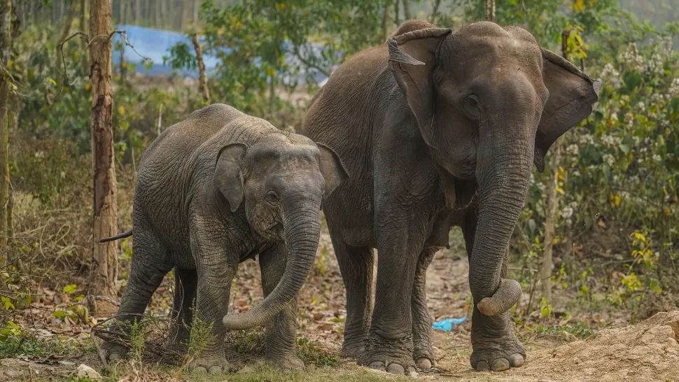 Momente de panică într-un parc ZOO din Bangladesh! O turmă de elefanți sălbatici a doborât un zid de beton şi a pătruns înăuntru