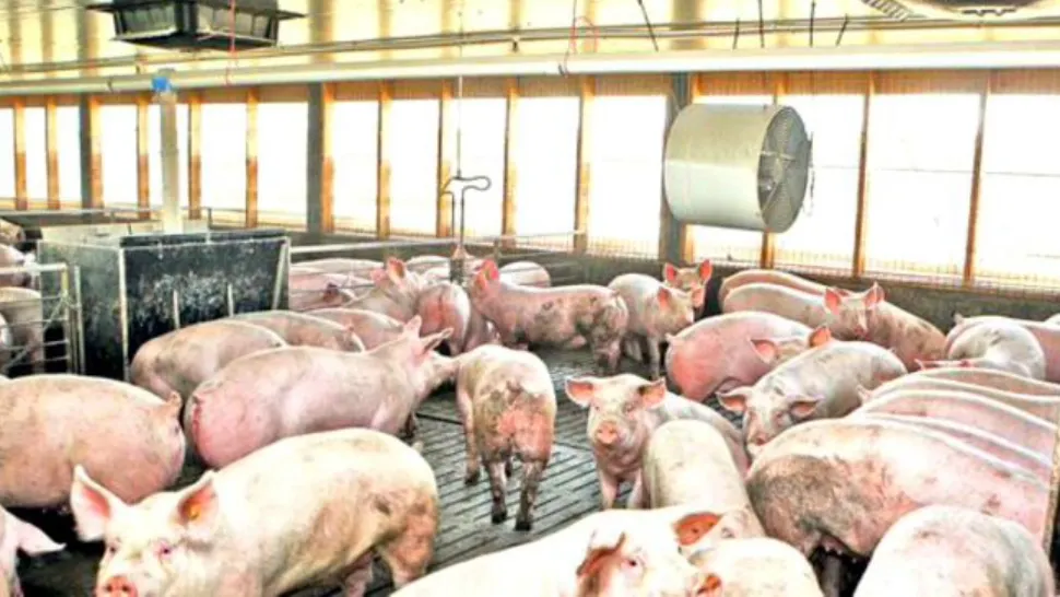 Mii de animale în pericol. Pesta Porcină Africană confirmată la o fermă din Arad. 700 de animale, ucise de urgență