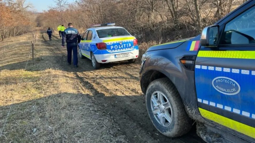 Descoperire tulburătoare, într-o pădure din jud. Botoșani: păsări moarte, legate de crengile unor copaci 