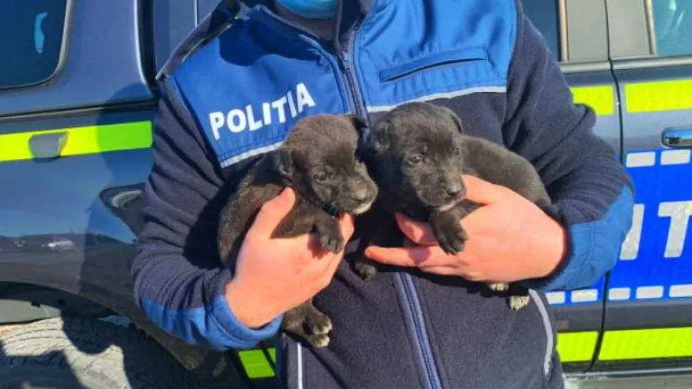 VIDEO | S-a ales cu dosar penal după ce a despărţit doi pui de câine de mama lor, apoi i-a abandonat