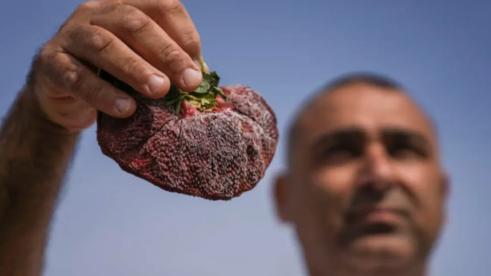 Recoltă de Cartea Recordurilor în Israel! Un fermier a doborât un RECORD mondial Guinness cu descoperirea. Toți sunt uimiți 