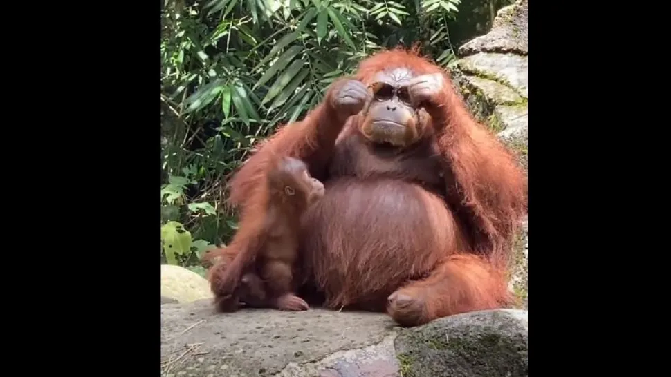 VIDEO | Simțul estetic nu ține cont de specie. O mămică urangutan cu stil